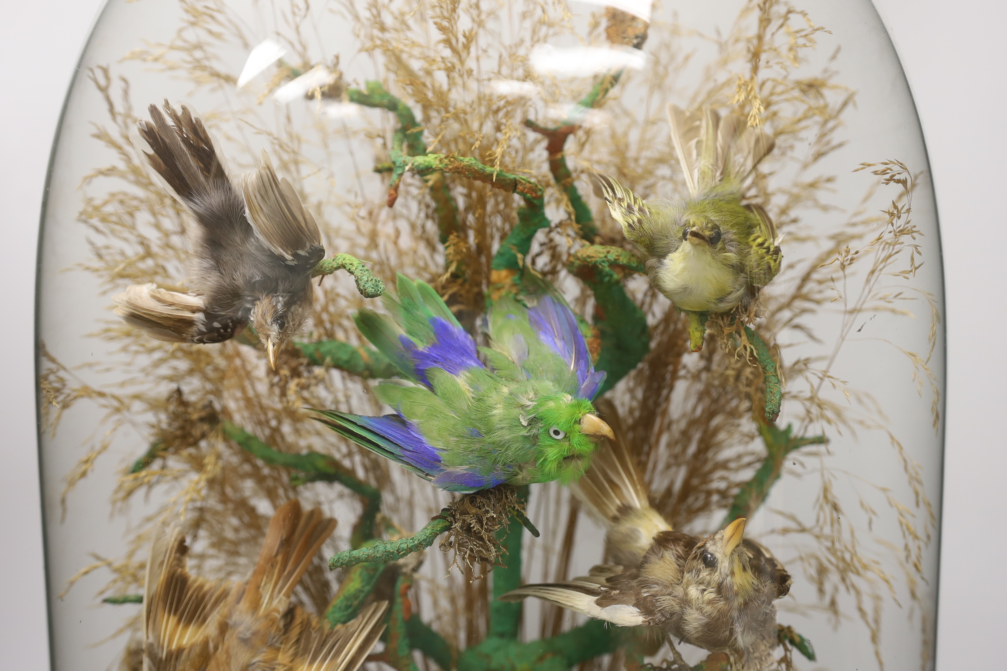 Taxidermy - A Victorian exotic bird group under a glass dome, 59cm high